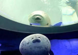 YesWeTrend™ Fluffy Plush Seal Pillow